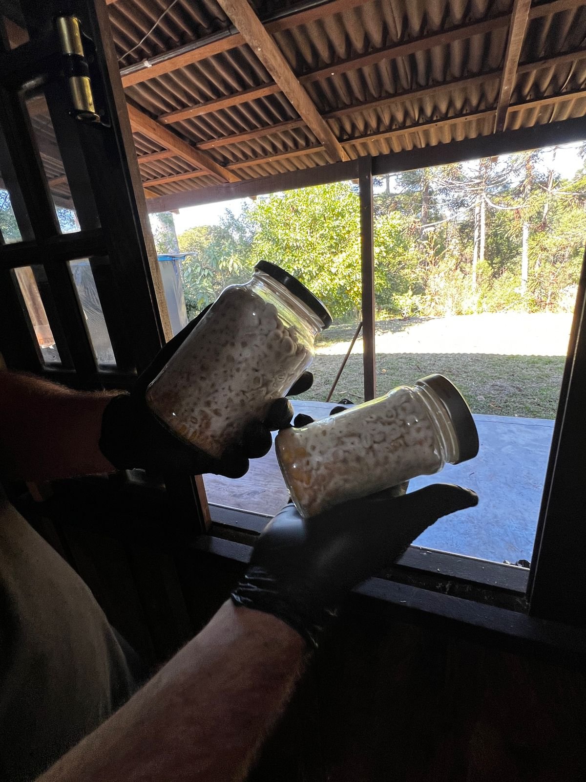 Giovane Cesar com cogumelos shiitake